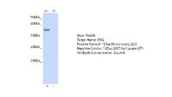 IRX1 Rabbit anti-Human, Polyclonal, Novus Biologicals 0.1ml; Unconjugated:Antibodies,